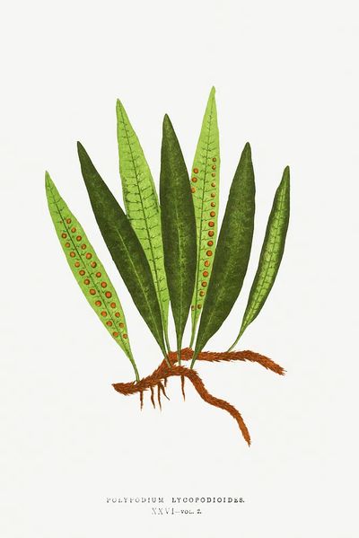 Polypodium Lycopodioides Ferns: British Exotic.