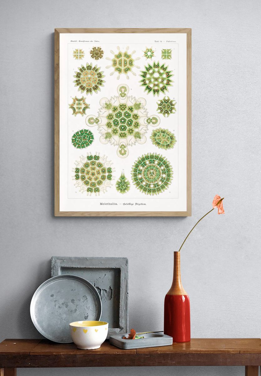 Melethallia–Gesellige Algetten Kunstformen der Natur. — room view 3
