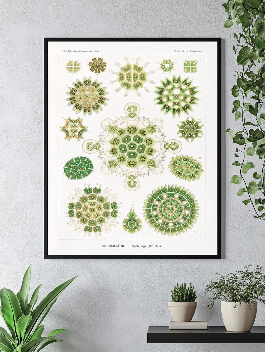 Melethallia–Gesellige Algetten Kunstformen der Natur. — room view 4