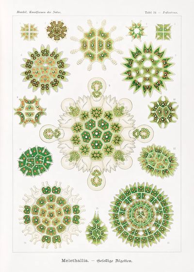 Melethallia–Gesellige Algetten Kunstformen der Natur.