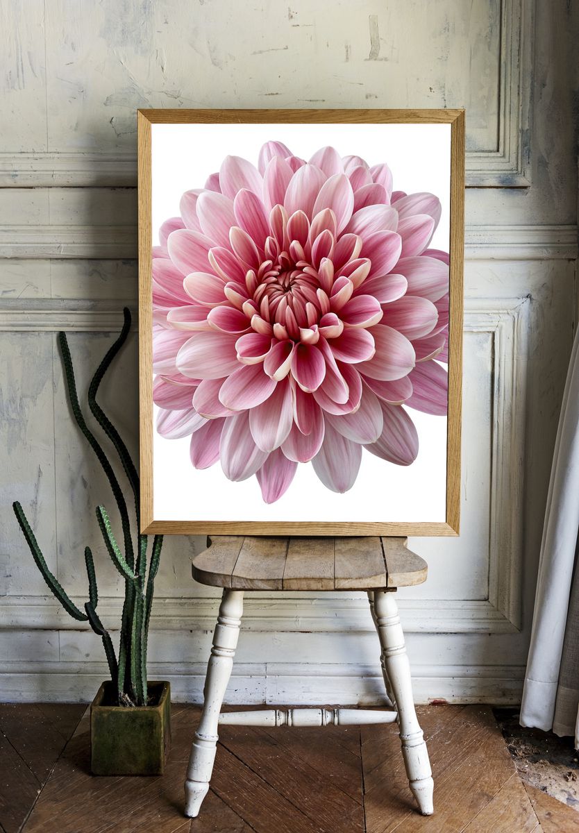 Pink Dahlia Bloom Botanical Print. — room view 1