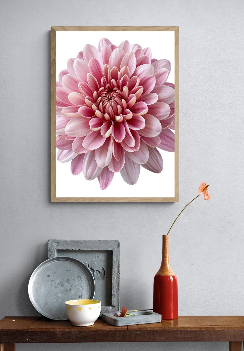 Pink Dahlia Bloom Botanical Print. — room view 3