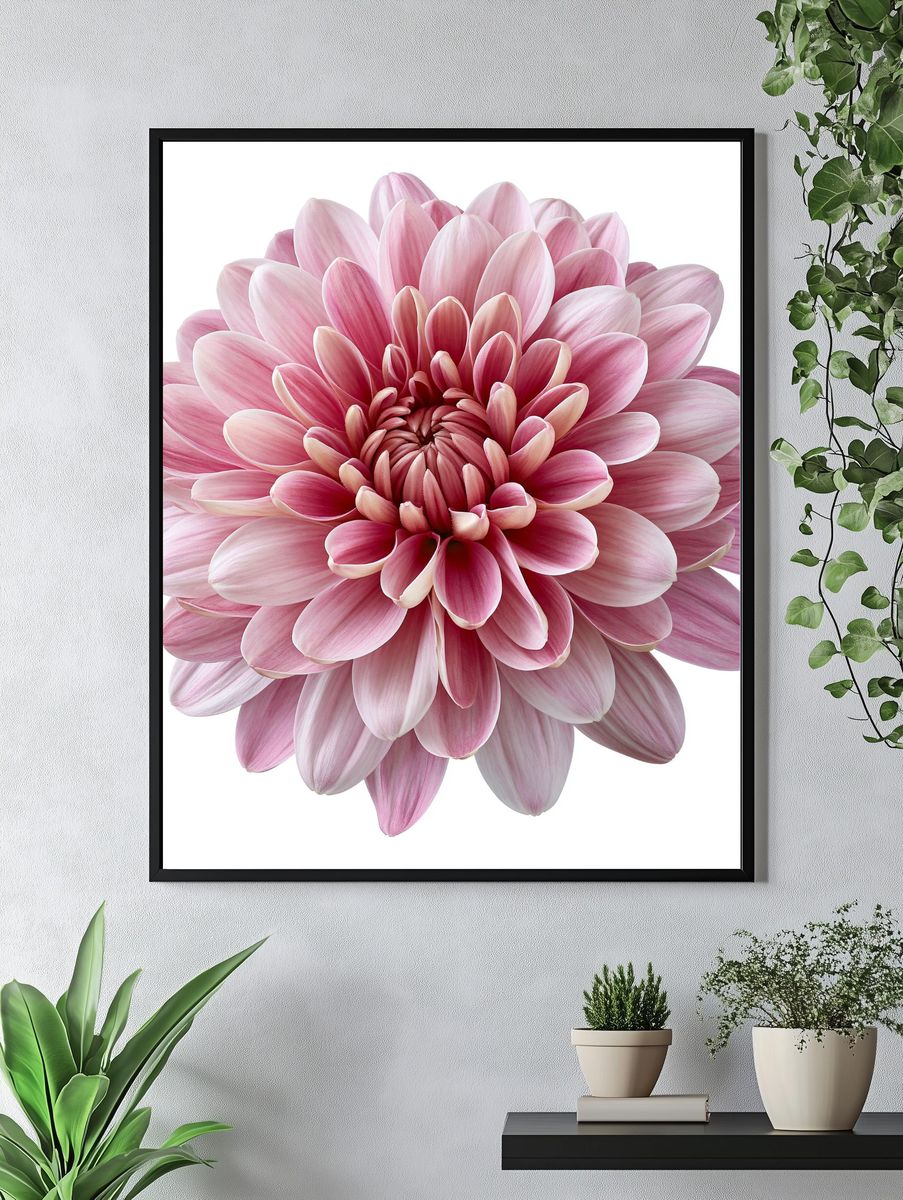 Pink Dahlia Bloom Botanical Print. — room view 4