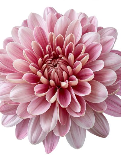 Pink Dahlia Bloom Botanical Print. poster