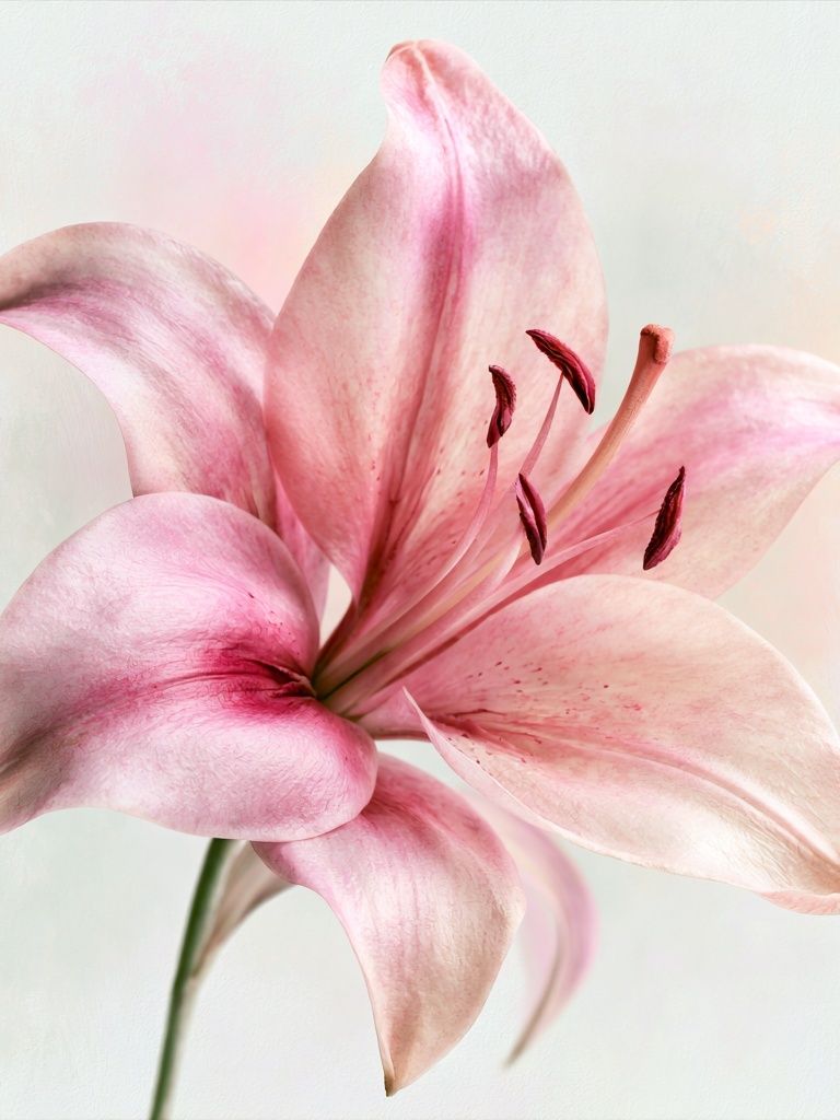 Pink Lily Botanical Print. poster detail