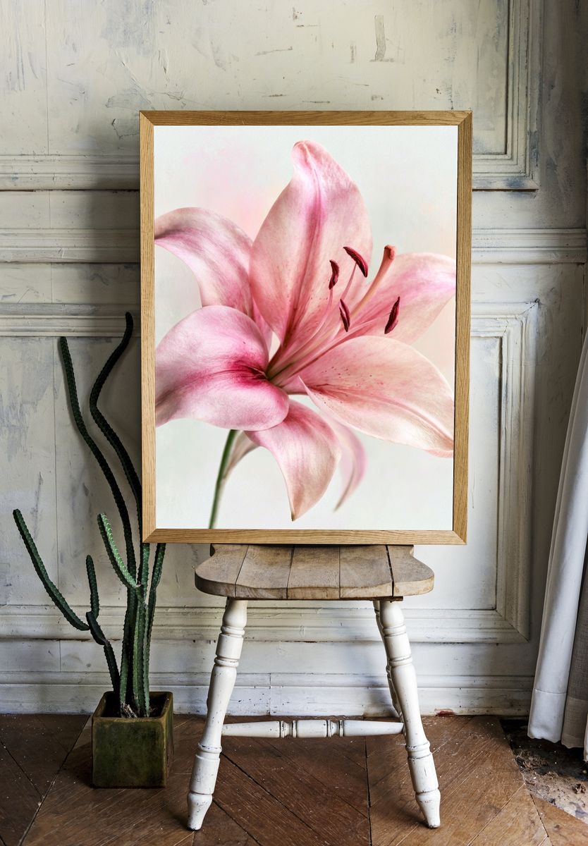 Pink Lily Botanical Print. room preview