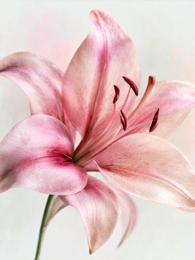 Pink Lily Botanical Print. poster