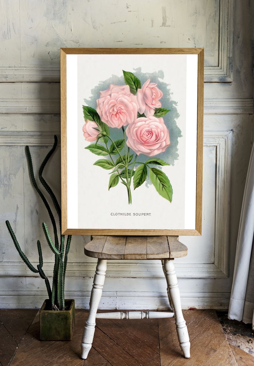Pink rose, Clothilde Soupert lithograph. — room view 1