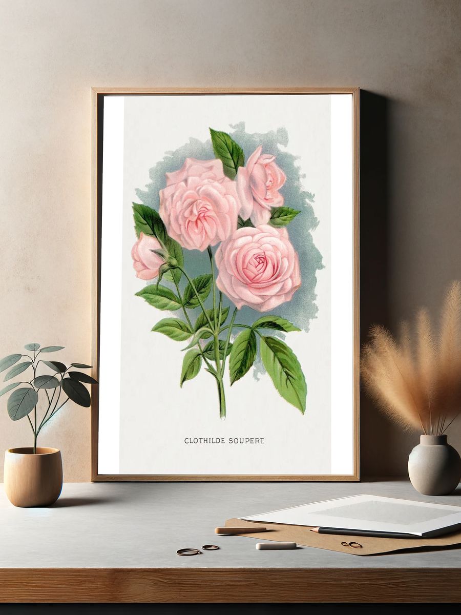 Pink rose, Clothilde Soupert lithograph. — room view 2