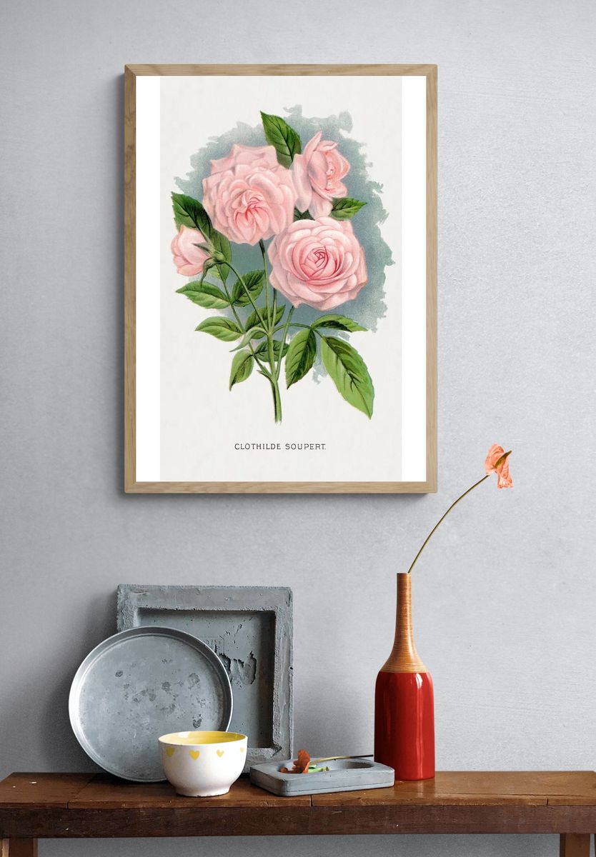Pink rose, Clothilde Soupert lithograph. — room view 3