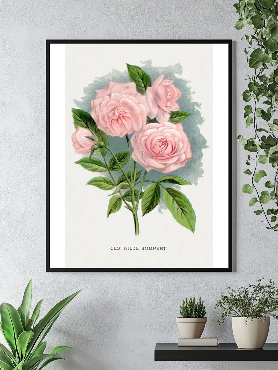 Pink rose, Clothilde Soupert lithograph. — room view 4