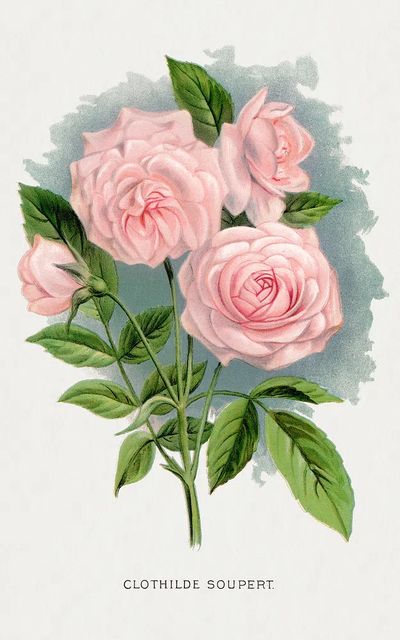 Pink rose, Clothilde Soupert lithograph.