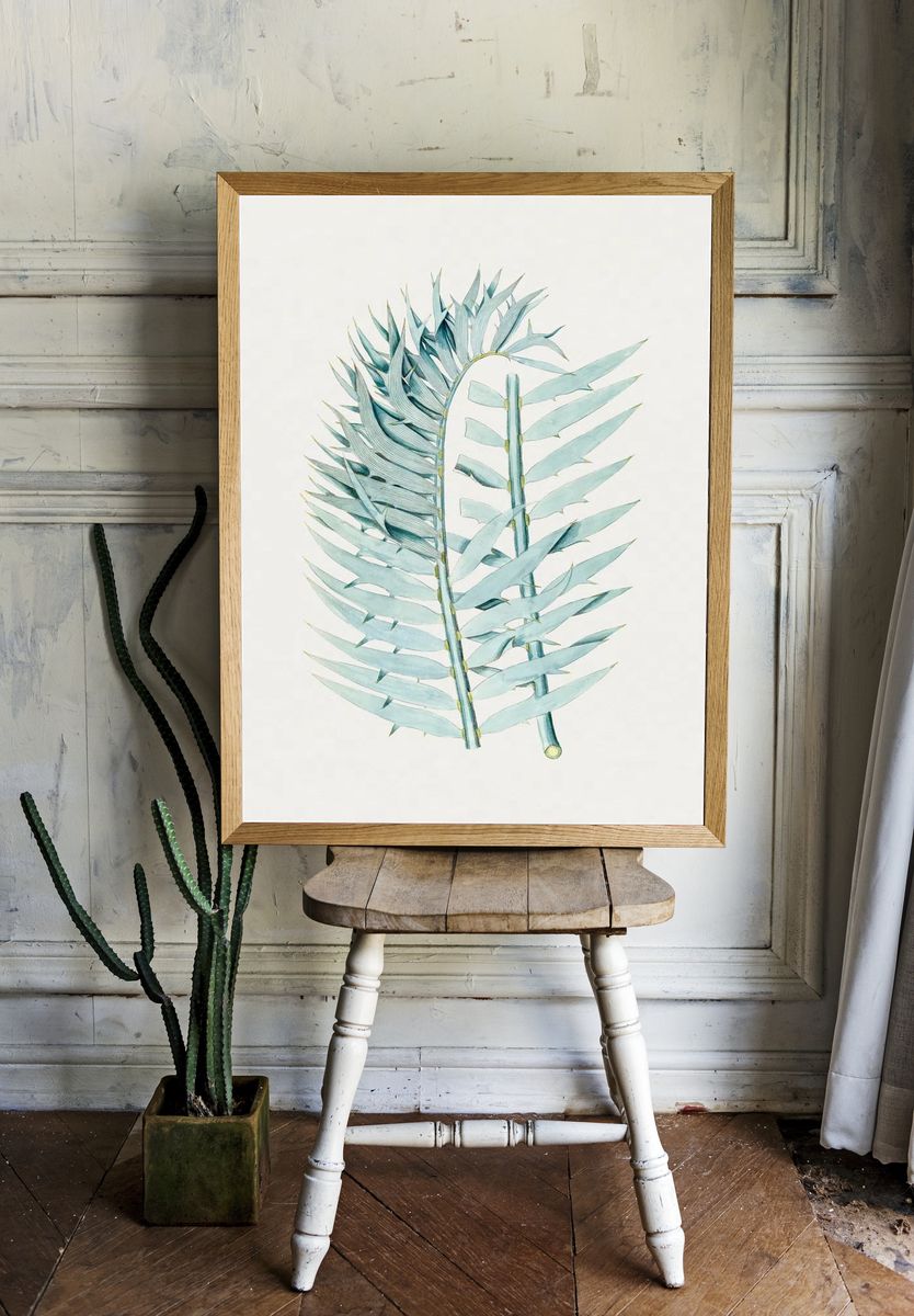 Vintage Eastern Cpe blue cycad. room preview