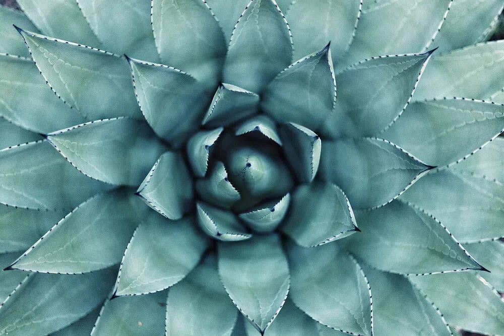 Succulent macro shot. poster detail