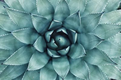 Succulent macro shot.