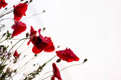 Flower wallpaper, aesthetic HD nature.
