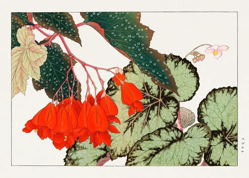 Cracklin Rosie Begonia flower woodblock. poster detail