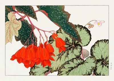 Cracklin Rosie Begonia flower woodblock.