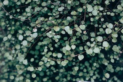 Green leafed plant.