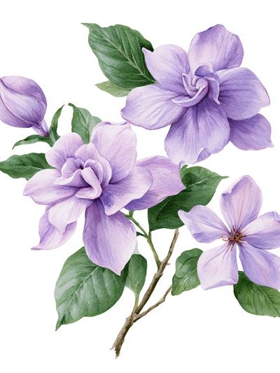 Lavender Blossom Botanical Print.