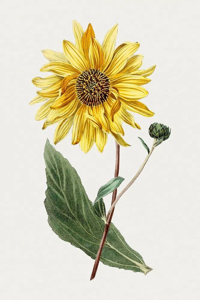 Antique illustration of Sunflower. poster — botanical art