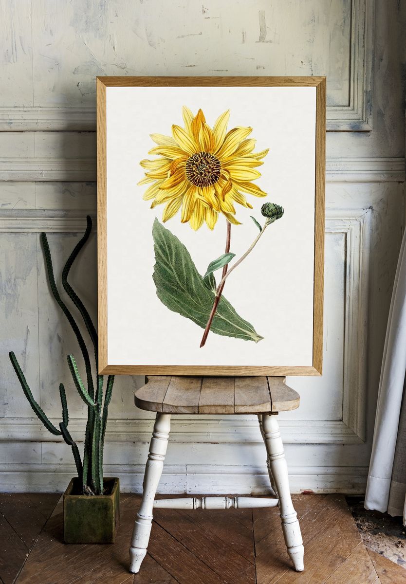 Antique illustration of Sunflower. room preview