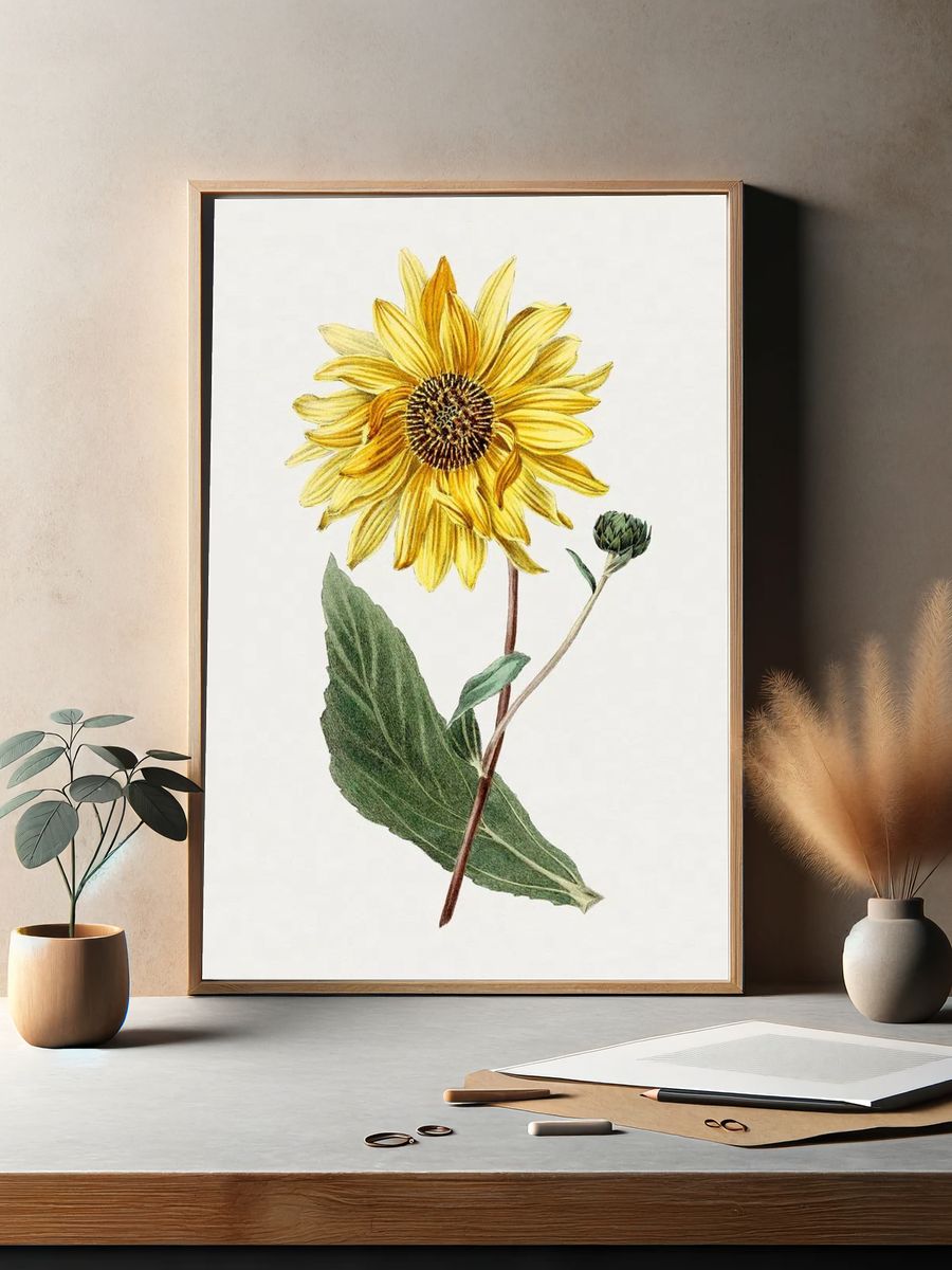Antique illustration of Sunflower. — room view 2