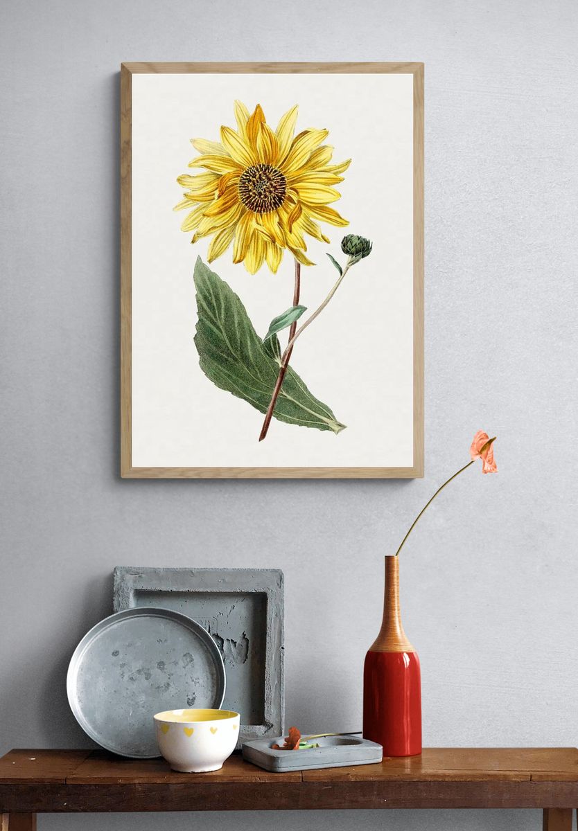Antique illustration of Sunflower. — room view 3