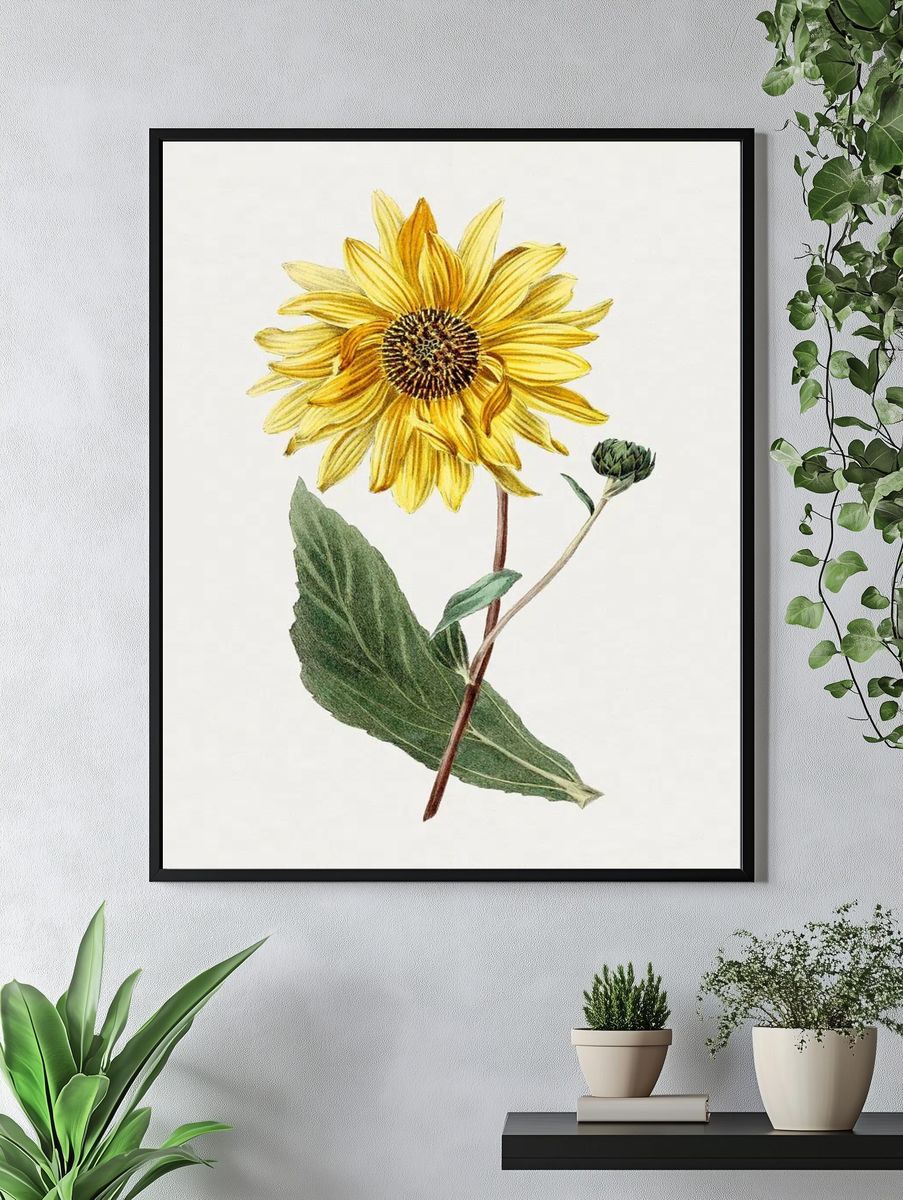 Antique illustration of Sunflower. — room view 4
