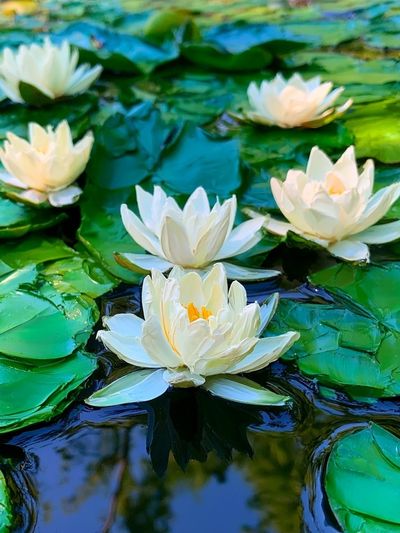 Water Lilies Botanical Print.