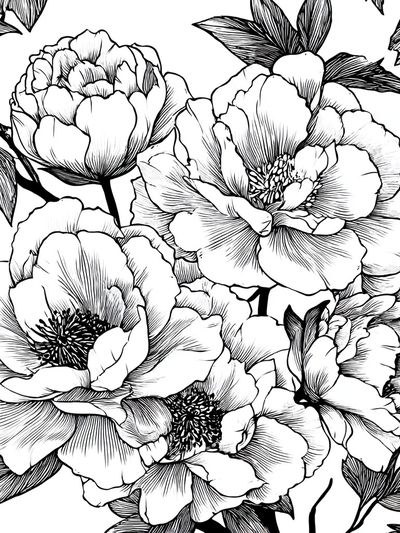 Peony Bloom Line Art Poster.