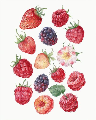 Watercolor Berries Botanical Poster. poster