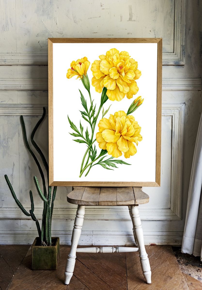 Yellow Marigold Botanical Print. — room view 1
