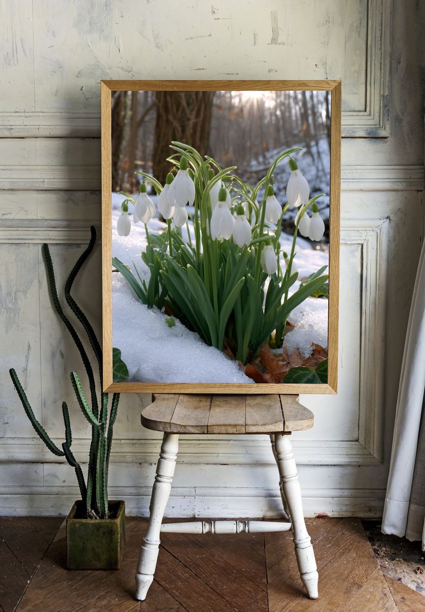 Snowdrop Blooms in Winter Forest Poster. — room view 1