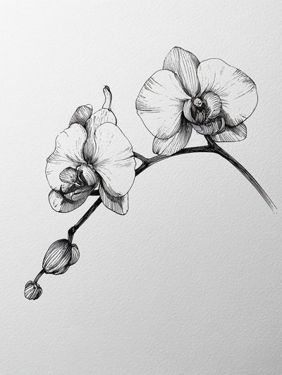 Orchid Line Art Poster.