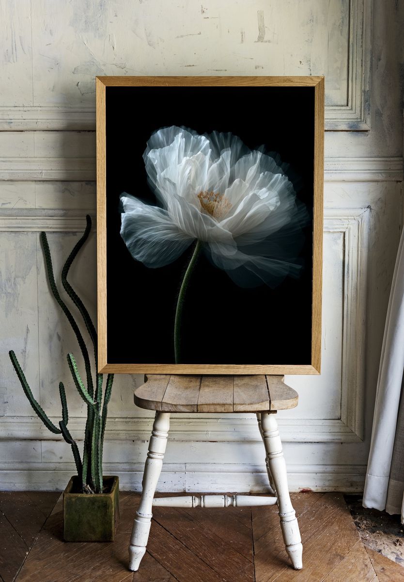 White Poppy Bloom Photography Poster. room preview