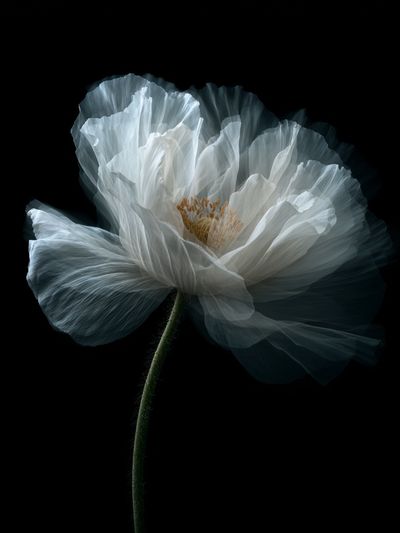 White Poppy Bloom Photography Poster.