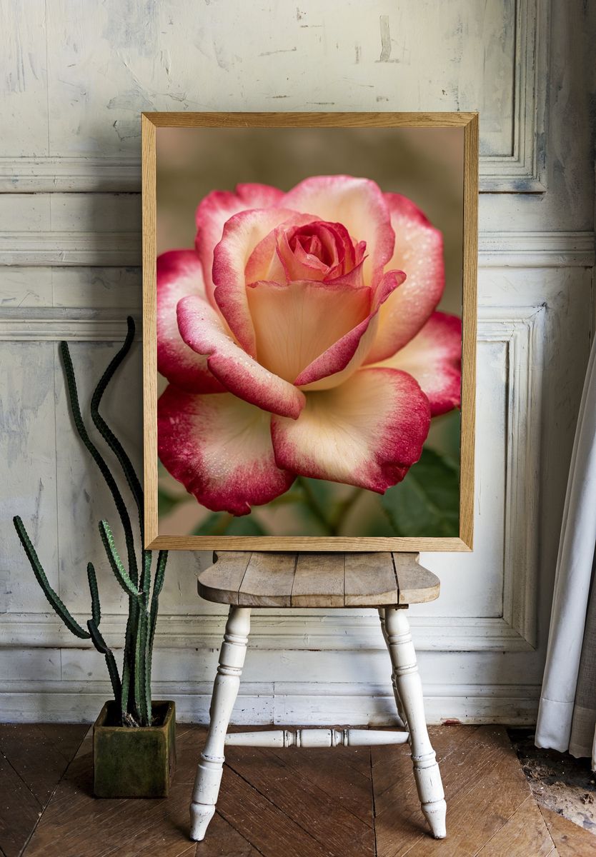 Two-Tone Rose Botanical Print. room preview