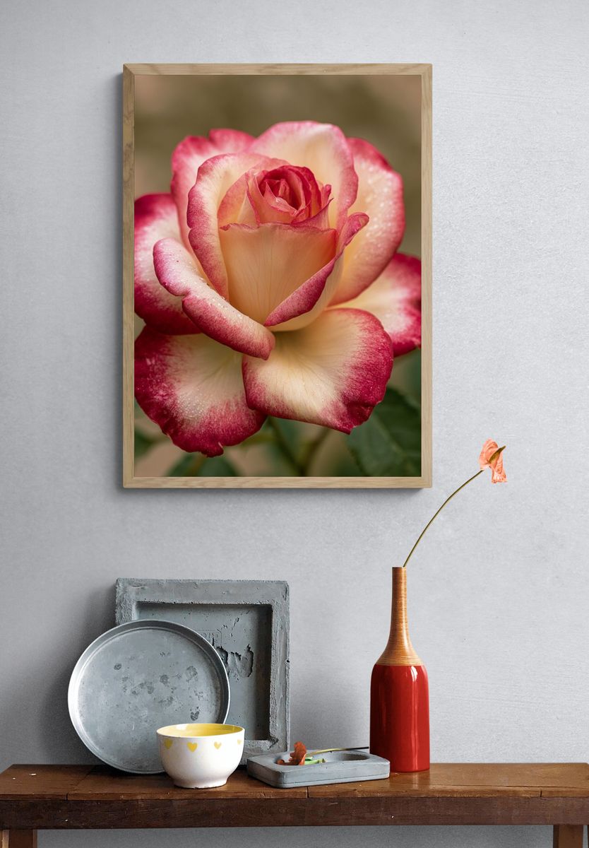 Two-Tone Rose Botanical Print. — room view 3