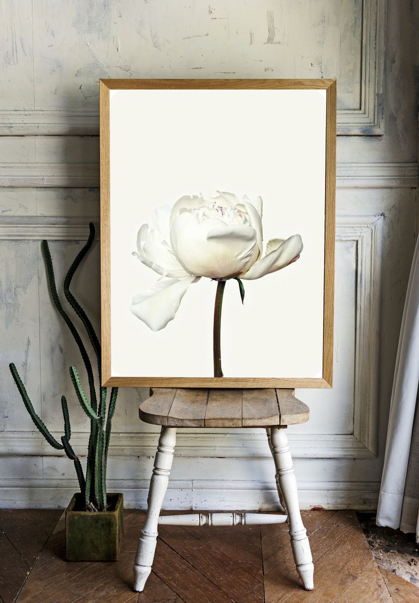 White peony flower. Free public. — room view 1