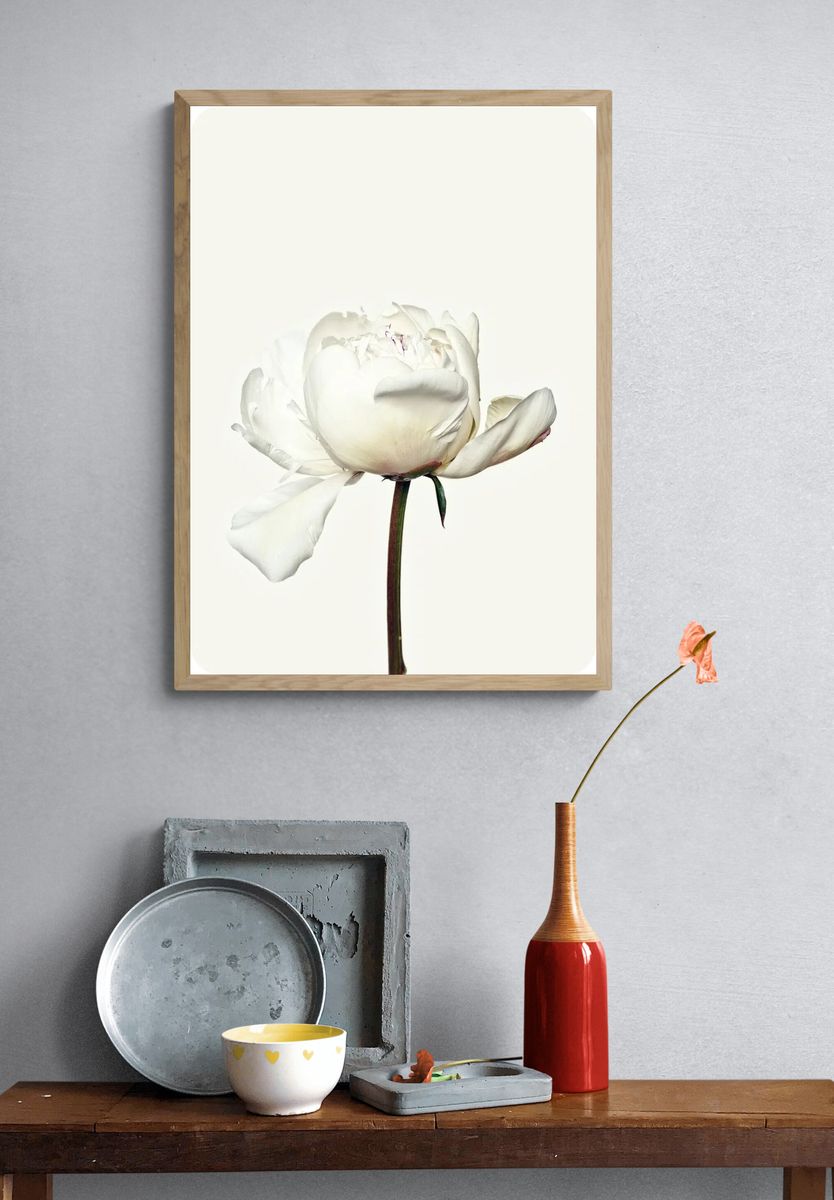 White peony flower. Free public. — room view 3