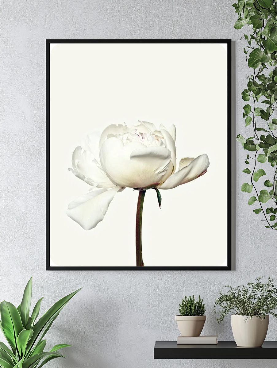 White peony flower. Free public. — room view 4