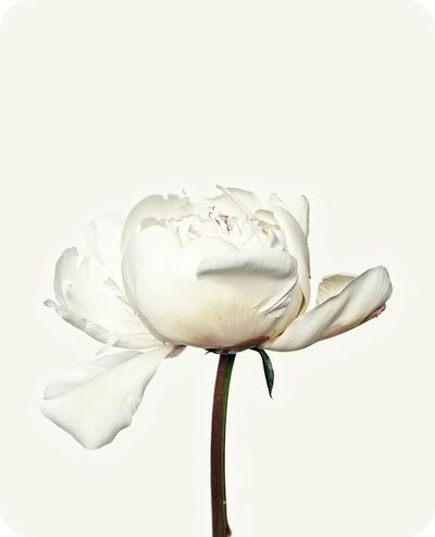 White peony flower. Free public.