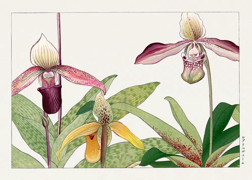 Orchid flower, Japanese woodblock art. poster — botanical art