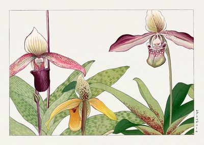 Orchid flower, Japanese woodblock art. poster