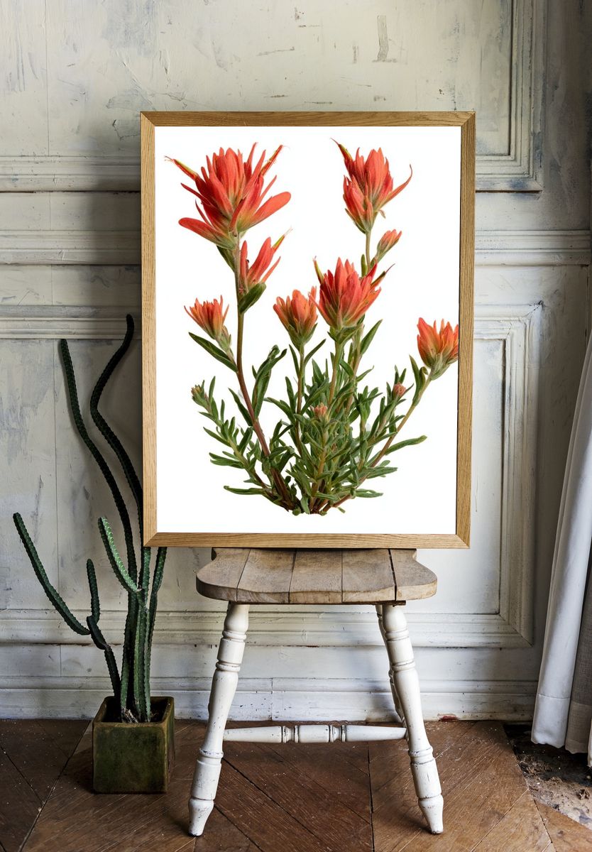 Indian Paintbrush Botanical Print. room preview