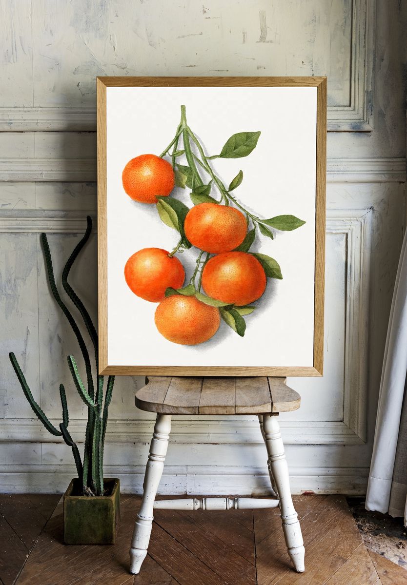 Vintage oranges illustration. — room view 1