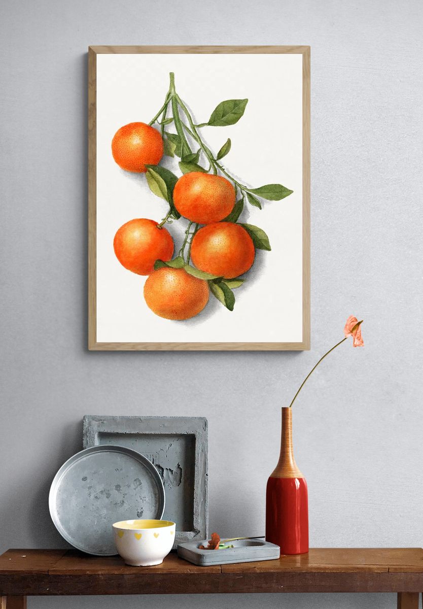 Vintage oranges illustration. — room view 3