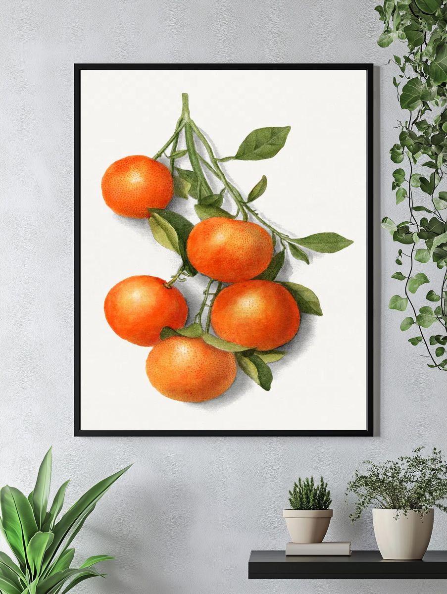 Vintage oranges illustration. — room view 4