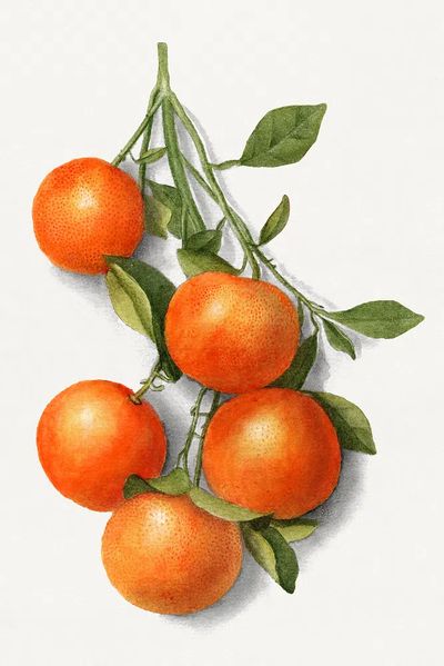 Vintage oranges illustration. poster print